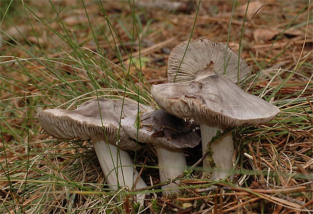 Tricholoma virgatum